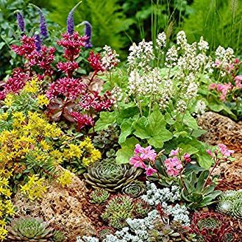 Mixed Rockery Alpine Collection - Colourful Outdoor Potted Perennial Plant Mix (6 Plants) : Amazon.co.uk: Garden & Outdoors Succulent Flower Bed, Rock Garden Plants, Full Sun Perennials, Backyard Flowers, Alpine Plants, Colorful Succulents, Front Landscaping, Cottage Gardens, Urban Gardening