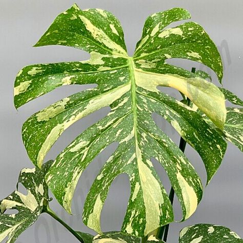 Important Facts You Should Know About Thai Constellation Monstera Thai Constellation Monstera, Monstera Thai Constellation, Thai Constellation, Epipremnum Pinnatum, White Plants, Variegated Plants, Monstera Plant, Monstera Deliciosa, Easy Plants