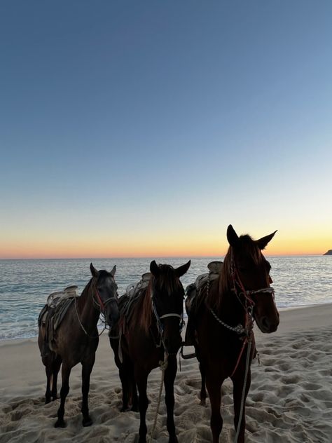 Cabo Family Vacation, Bagatelle Cabo, Cabo Vacation Aesthetic, Cabo Mexico Aesthetic, Cabo Aesthetic, Flora Farms Cabo, Cabo Spring Break, Cabo Restaurants, Bachelorette Vibes