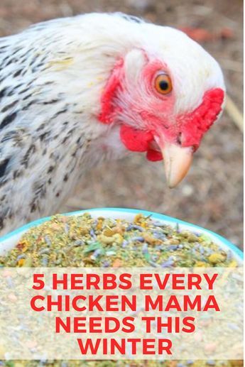 Herbs To Give Chickens, Herbs To Feed Your Chickens, Herbs For Chicken Feed, Herbs Good For Chickens, Herbs To Feed Chickens, Best Herbs For Chickens, Pumpkins For Chickens, Chicken Food In Coop, Spices For Chickens To Eat