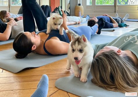 Yoga With Puppies, Puppy Yoga Aesthetic, Playing With Puppies, Puppy Yoga, Holistic Spa, Cute Pups, Yoga Dog, Pawsitive Vibes, Yoga Images