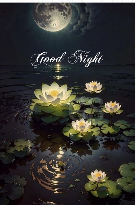 Carol King, Sweet Dream Quotes, Very Good Morning Images, Happy Easter Pictures, Good Night Friends Images, New Good Night Images, Good Night Images Hd, Good Night Love Quotes, Good Night Beautiful