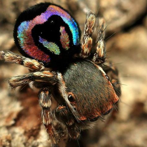 Peacock Spider Peacock Spider, Jumping Spiders, Cool Insects, Itsy Bitsy Spider, Cool Bugs, Jumping Spider, Beautiful Bugs, Creepy Crawlies, Arthropods