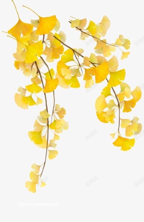 Chinese Artwork, Flower Drawing Tutorials, Gingko Leaves, Chinese Brush Painting, Gold Leaf Art, Leaf Drawing, Watercolor Painting Techniques, Fruit Painting, Flower Art Images