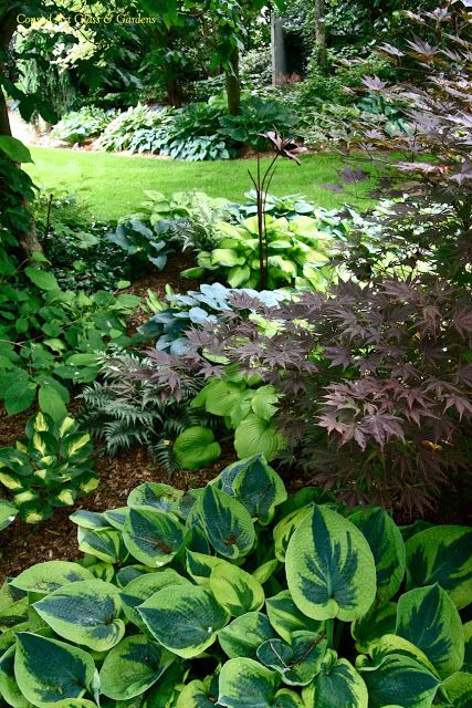 Hostas, Japanese Painted Fern, Japanese Maple Shade Garden Design, Shade Gardening, Hosta Gardens, Shade Gardens, Have Inspiration, Garden Pictures, Woodland Garden, Glass Garden, Gardening Landscaping