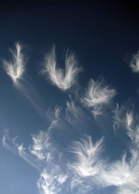 Angels in the mist…THEY ARE EVERYWHERE IN ABUNDANCE….JUST KNOW THEY ARE UP THERE ……….ccp Angel Clouds, Clouds In The Sky, I Believe In Angels, Fluffy Clouds, Angels Among Us, White Clouds, Natural Phenomena, Sky And Clouds, Beautiful Sky