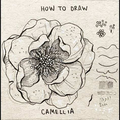 Alice on Instagram: “▫️Camellia▫️ . Camellia, step by step 🖤 A quick and very easy tutorial, I assure you: test it out and you’ll see I’m right 😉🤗 . . . -…” Camellia Flowers, Flower Step By Step, Botanical Line Drawing, A Calligraphy, Flower Drawing Tutorials, Calligraphy Pen, Flower Art Drawing, White Pen, Flower Sketches