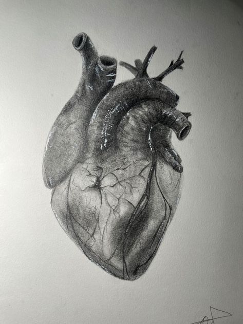 Realistic Heart Reference, Heart Real Drawing, Real Human Heart Anatomy, Real Heart Anatomy, Real Heart Sketch, Realistic Heart Sketch, Atomically Correct Heart, Real Heart Drawing, Realistic Heart Drawing