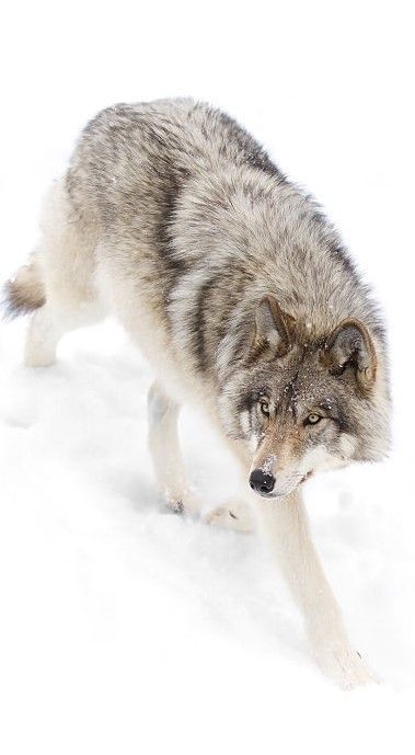 Wolf Walking Reference, Wolf Walking, Wolf Poses, Regard Animal, Wolf Clothing, Wolf Running, Wolf Colors, Wolf Images, Wolf Photos