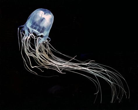 Box Jellyfish, Venomous Animals, Jellyfish Sting, Jellyfish Tank, Biology Facts, Ocean Vibes, Water Element, Marine Biology, Marine Animals