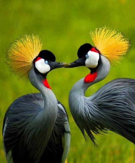 Uganda always always stands for gentility, gracefulness and pride just like the national emblem the grey crowned crane. http://ugandabirdingsafaristour.com/uganda-birding-safari-tours/short-uganda-birding-safari-tours/5-days-uganda-birding-safari-tour/ http://ugandabirdingsafaristour.com/uganda-birding-safari-tours/ https://www.wildgorillasafaris.com/uganda-wildlife-safaris.html #ugandagorillasafari #ugandaholday #ugandatour Crested Crane, Australian Parrots, Big Birds, Colourful Birds, Crowned Crane, Crane Bird, Kinds Of Birds, Wildlife Habitat, Rare Birds