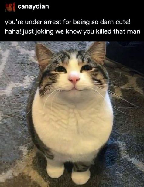 Cat Memes Hilarious, Memes Hilarious Laughing, Silly Cars, Silly Cats Pictures, Memes Hilarious, Cat Boarding, Silly Animals, Cats Cute, Funny Cute Cats