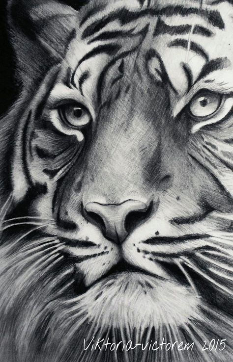 Tiger by Victoria-victorem Realistic Sketches Of Animals, Tiger Drawing Sketches, Tiger Drawing Pencil, Tiger Pencil Shading, Tiger Pencil Drawing, White Tiger Drawing Sketches, Black And White Tiger Drawing, Tiger Pencil Sketch Realistic, Tiger Sketch