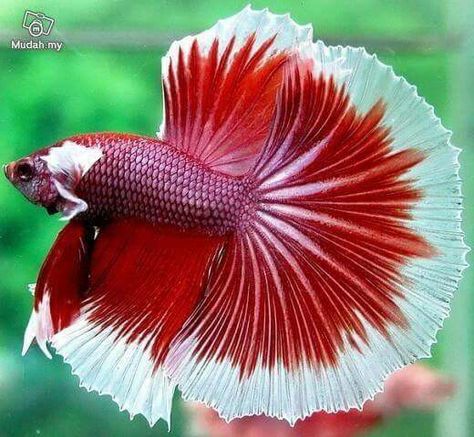 Fighter fish Ikan Air Tawar, Creature Marine, Pretty Fish, Freshwater Aquarium Fish, Beta Fish, Cool Fish, Water Animals, Exotic Fish, Pet Fish