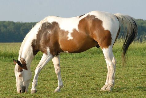 brown and white horse grazing Cheval Pie, Horse Grazing, Horse Images, Gourd Ideas, American Paint Horse, Pinto Horse, Paint Horse, American Paint, Horse Dressage