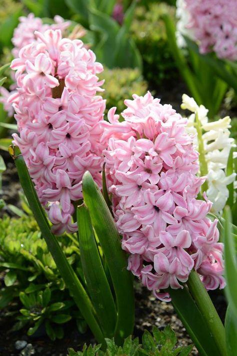 "Pretty in Pink" Hyacinth Hyacinth Bouquet, Pink Hyacinth, Pink Perennials, Pretty Pink Flowers, Hyacinth Flowers, Spring Garden Flowers, Butchart Gardens, Perennial Flowers, Victoria B