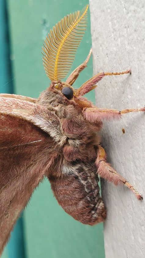 Cute Moth, Beautiful Butterfly Photography, Perspective Drawing Architecture, Moth Art, Cool Bugs, Beautiful Bugs, Arthropods, Arachnids, Love Bugs