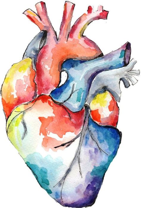 Illustration Art Nouveau, Human Anatomy Drawing, Human Anatomy Art, Heart Drawing, Heart Painting, Watercolor Heart, Medical Art, Fashion Sketch, Human Heart