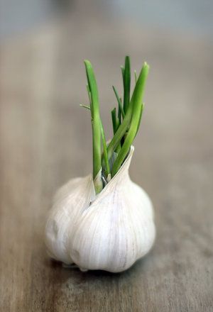 Garlic Sprouts, 9 Month Old Baby, Chinese Herbs, Garlic Bulb, Spices And Herbs, Nutrition Education, Traditional Medicine, Food Facts, Fresh Garlic