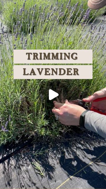 Kim | South Jersey U Pick Lavender Farm on Instagram: "LAVENDER SOS  🌱 Do you have a lavender plant that isn’t looking so great and you’re wondering if you can save it?  💪🏻 To see if your plant is alive, give it the tug test. If it pulls up easily, it’s dead and will need to be replaced. If it doesn’t, that means the roots are still viable and there’s still a chance to save your plant!  ✂️ If it passes the tug test, trim off the dead parts to allow sunlight and air to come in and encourage new growth. You can even trim the tops off any new growth and any stems/blooms that are forming to allow the plant to focus on rebounding.   📲 Hit the follow button for future updates on the plants we trimmed in this video and more lavender plant tips.  📺 Be sure to subscribe to our YouTube Channel Trimming Lavender Plants, How To Trim Lavender Plants, How To Plant Lavender, Types Of Lavender Plants, Lavender Plant Care, Lavender Pants, Lavender Seeds, Plant Tips, Growing Lavender