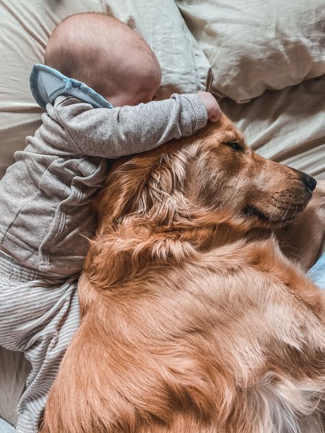 Dog And Baby Pictures, Golden Retriever With Baby, Baby And Golden Retriever, Golden Retriever Family Photo, Golden Retriever Family, Family With Dog, Babies And Dogs, Dog And Baby, Baby And Dog