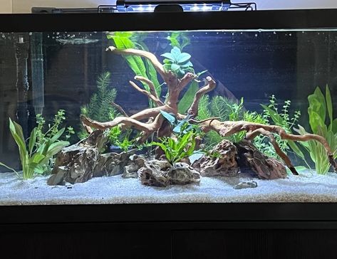 40 Gallon Aquarium, 55 Gallon Aquarium, 55 Gallon Tank, Freshwater Aquarium Plants, Fish Tank Terrarium, Fish Tank Design, Tropical Fish Tanks, Tropical Fish Aquarium, Reptile Room