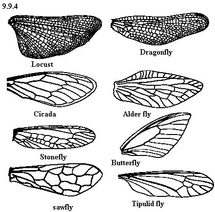 Insect Wings Reference, Bug Wings Reference, Insects With Wings, Bug Wings Drawing, Insect Wings Drawing, Insect Wing Tattoo, Fly Wings Drawing, Bug Wing Tattoo, Bug Wings Tattoo