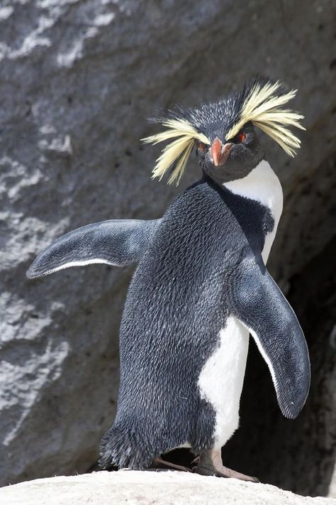 Rockhopper Penguin, Penguin Love, Animal Photos, Cute Penguins, 귀여운 동물, Sea Creatures, Beautiful Creatures, Beautiful Birds, Animal Kingdom