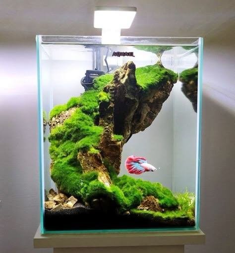 Cool Aquariums, Cool Fish Tank Decorations, Tank Terrarium, Fish Tank Themes, Aquarium Garden, Fish Tank Terrarium, Cool Fish Tanks, Fish Tank Design, Betta Aquarium