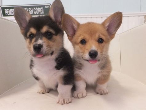 Corgi Puppies For Sale, Cute Corgi Puppy, Pembroke Welsh Corgi Puppies, Corgi Puppies, Welsh Corgi Puppies, Corgi Puppy, Cute Corgi, Pembroke Welsh Corgi, Corgi Dog