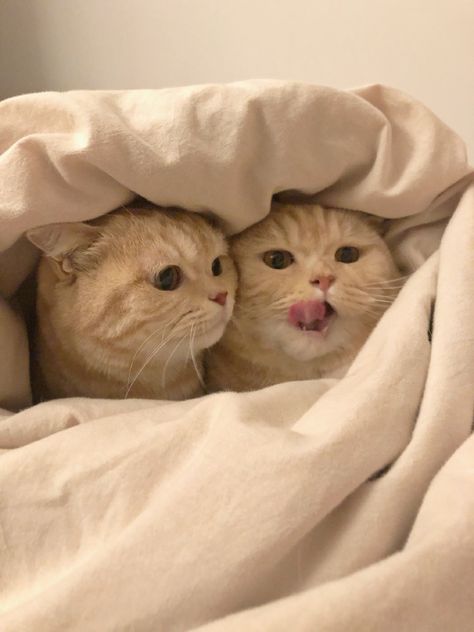 Two Cats, Cute Cats Photos, Aggressive Dog, Cat Icon, Cat Aesthetic, Cute Animal Photos, Funny Cute Cats, Cute Kittens