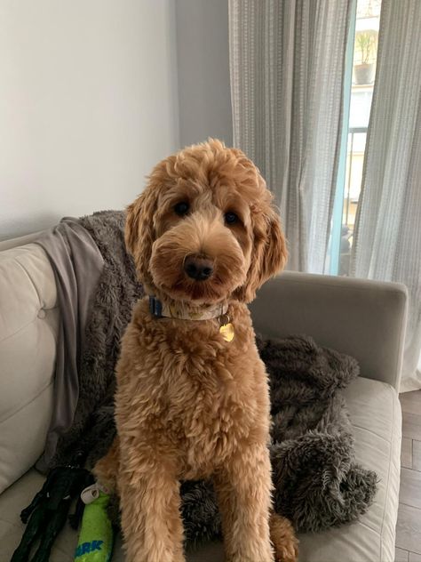 Dog Haircuts Goldendoodle, Golden Doodle Puppy Haircut Teddy Bears, Golden Doodle Haircuts Teddy Bears, Labradoodle Puppy Haircut Style, Two Goldendoodles, Long Doodle Haircut, Straight Haired Goldendoodle, Labordoodle Haircuts, Mini Doodle Haircut