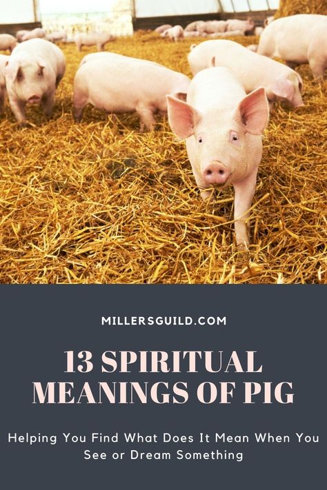 13 Spiritual Meanings of Pig 1 Animals Symbolism, Pig Zodiac, Pig Tattoo, Zodiac Meanings, Black Pig, Being Lazy, Greek Gods And Goddesses, Sweat Gland, Survival Instinct