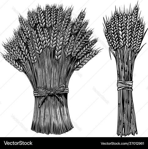 Set sheaf wheat in engraving style vector image on VectorStock Wheat Vector, Sheaf Of Wheat, Special Effects Makeup, Card Banner, Design Element, Transparent Png, Style Design, Png Images, Wheat