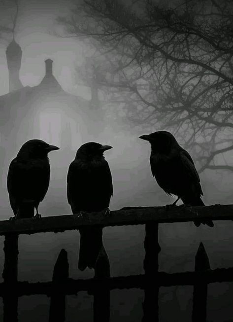 Crow Skull Aesthetic, Diet Moodboard, Unhinged Aesthetic, Medieval Fantasy Aesthetic, Scary Pics, Crow And Raven, Widget Pictures, Soul Magic, Thrift Store Art