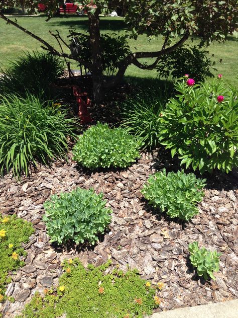 Decorative Bark Garden Ideas, Pine Bark Nuggets Landscaping, Bark Chips Landscaping, Small Cottage Garden Ideas, Small Cottage, Potting Shed, Backyard Fun, Garden Pots, Garden And Yard