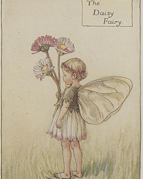 Daisy Fairy, Fairy Sketch, Fairy Garden Art, Flower Meadows, Daisy Drawing, Fairy Tattoo Designs, Daisy Tattoo, Cute Little Tattoos, Cicely Mary Barker