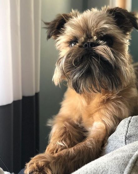 Top 128 Best Brussels Griffon Dog Names | PetPress Brussels Griffon Dog, Brussel Griffon Dogs, Griffin Dog, Brussels Griffin, Brussels Griffon Puppies, Brussel Griffon, Dog Name Ideas, Brussels Griffons, Griffon Bruxellois