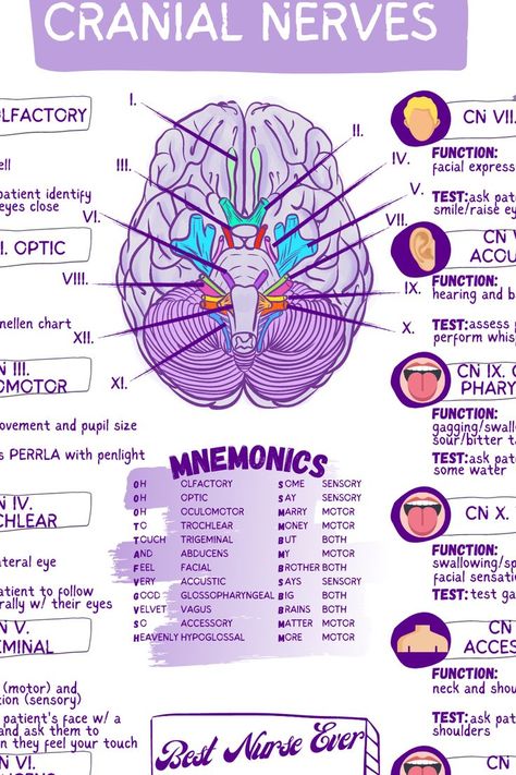 All 12 cranial nerves, how you can test that they are working, their functions, an easy mnemonic Click the Etsy link below for the entire cheat sheet as well as an additonal practice worksheet:) 12 Cranial Nerves, Cranial Nerves Mnemonic, Nursing School Inspiration, Nursing School Essential, Medical School Life, Nursing School Motivation, Medicine Notes, Basic Anatomy And Physiology, Nurse Study Notes