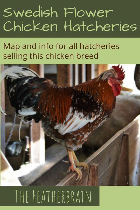 Swedish Flower Hen, Chicken Facts, Hen Chicken, Backyard Flocks, Egg Laying, Chicken Breeds, Raising Chickens, Chickens Backyard, How To Know