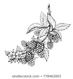 Blackberry Drawing Images, Stock Photos ... Berry Tattoo, Blackberry Tattoo, Blackberry Fruit, Black And White Outline, Fruit Tattoo, Black Berries, Branch Tattoo, Fruits Drawing, Vine Tattoos