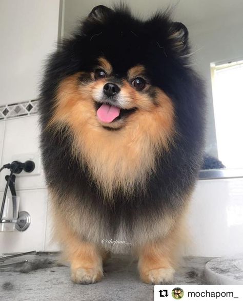 Kim Yeontan, Bts Dogs, Cute Fluffy Dogs, Cute Pomeranian, Fluffy Dogs, Pomeranian Dog, Pomeranian Puppy, Puppy Breeds