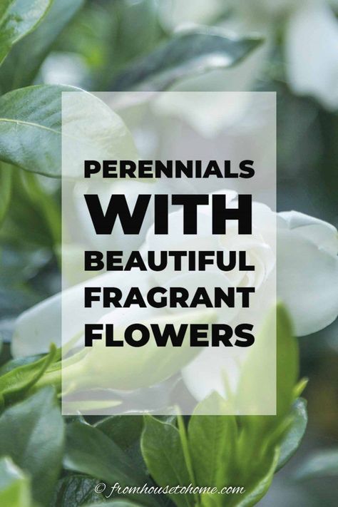 Fragrant plants add another dimension to your garden with their beautiful perfume. Learn which shrubs and perennials have the best smelling flowers. There are some for any type of growing conditions -- shade, sun, and even drought tolerant options. Flowers Full Sun, Garden Full Sun, Best Smelling Flowers, Flowers For Garden, Full Sun Garden, Full Sun Flowers, Perennials Flowers, Full Sun Shrubs, Landscaping Full Sun