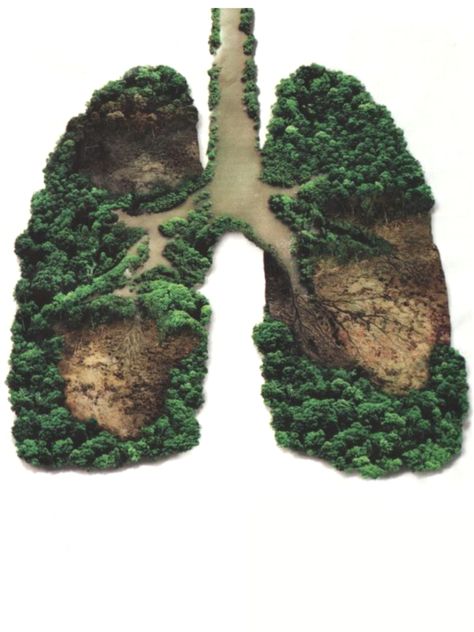 Lungs of the planet. Lost there. Felt here. 20% of the worlds oxygen is produced in the Amazon rain forests alone. Each day a football field of forest is destroyed to produce Palm Oil. What can we do? Buy less Palm Oil #knowyourproducts #junkfood #climatechange Human Lungs, Carbon Sink, Save Trees, Arte Van Gogh, Amazon Rainforest, Save Earth, Lungs, Wild Life, Inspirational Pictures