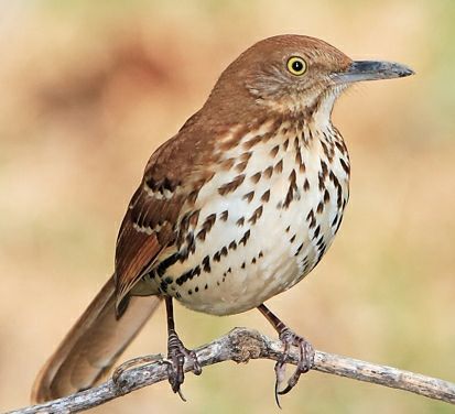 Eastern Towhee, Carolina Chickadee, Brown Thrasher, Carolina Wren, House Finch, Suet Feeder, American Goldfinch, American Kestrel, Barn Swallow