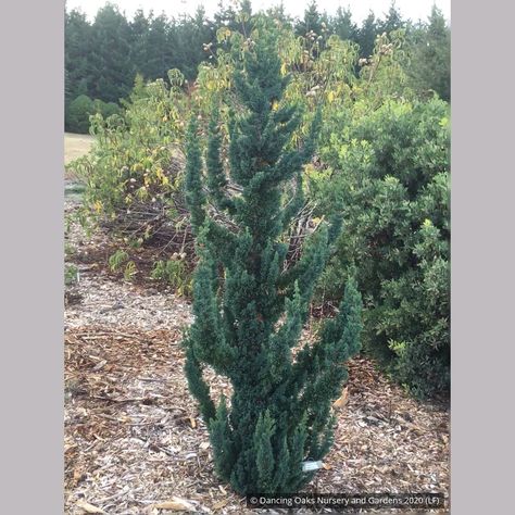 Mature size: 8' tall, 3' wide Wissels Saguaro False Cypress, Chamaecyparis Lawsoniana, Front Landscape, Pink Bed, Flora Garden, Columnar Trees, Poisonous Plants, Perennial Shrubs, Modern Landscape Design