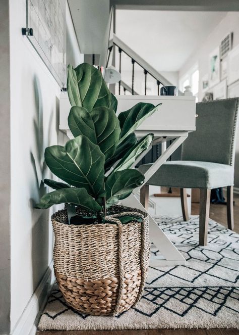 Ways To Use Baskets In Your Home, fiddle leaf fig in basket, @prettyinthepines Plant In Wicker Basket, Plants In Wicker Baskets Indoor, Ways To Organize House Plants, Basket Planters Indoor, Plant In Basket, Ways To Organize Your Home, Pretty In The Pines, Monochromatic Interior Design, Plants In Baskets