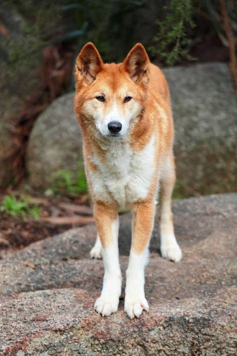 Australian Dog Breeds, Animals Australia, Canaan Dog, Carolina Dog, Wild Dog, Dog Facts, Snow Dogs, Rare Animals, Wild Dogs