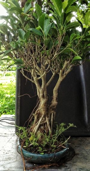 Ficus microcarpa chop – Adam's Art and Bonsai Blog Moving To Arizona, Ficus Microcarpa, A Man, Arizona, Plants, Art