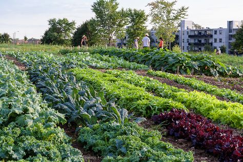 Young urban farmers working on a city market garden in Toronto. Urban Farms, Garden Farm, Urban Farmer, Farm Food, Market Garden, Food Production, Agriculture Farming, City Market, Urban Farming